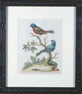 George Edwards - A Natural History of Uncommon Birds: Six Plates