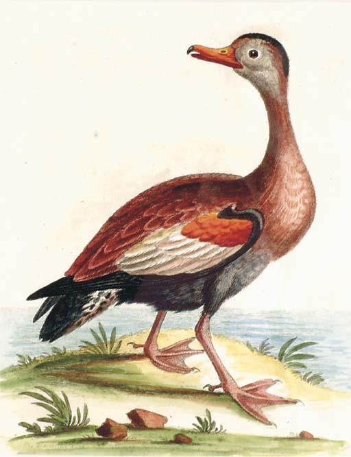 George Edwards - A Natural History of Uncommon Birds: Six Plates