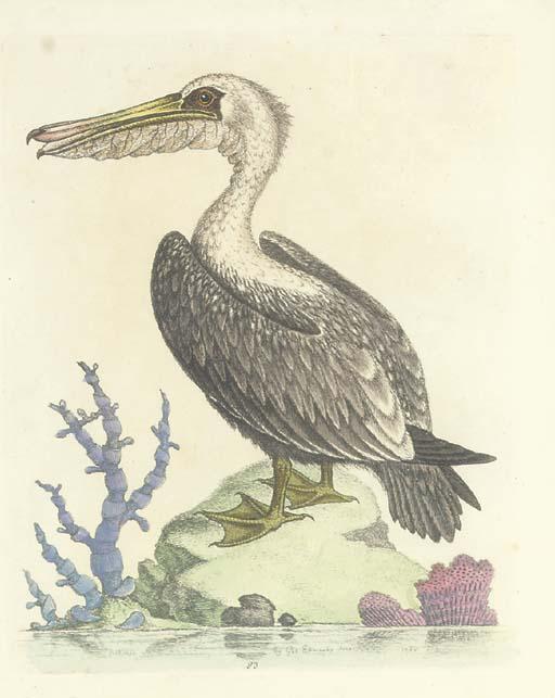 George Edwards - A Natural History of Uncommon Birds: Twenty-Four Plates