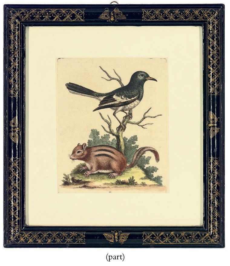 George Edwards - Ornithological studies, from A Natural History of Uncommon Birds