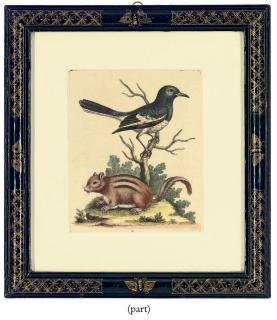 George Edwards - Ornithological studies, from A Natural History of Uncommon Birds