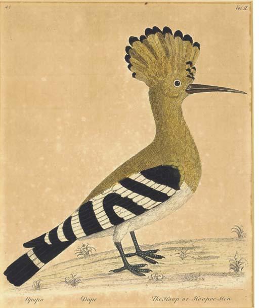 George Edwards - Ornithological Studies from the Spanish West Indies: Three Plates