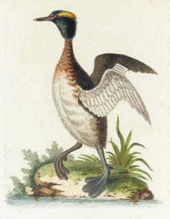 George Edwards - [Ornithological Studies]: Six Plates