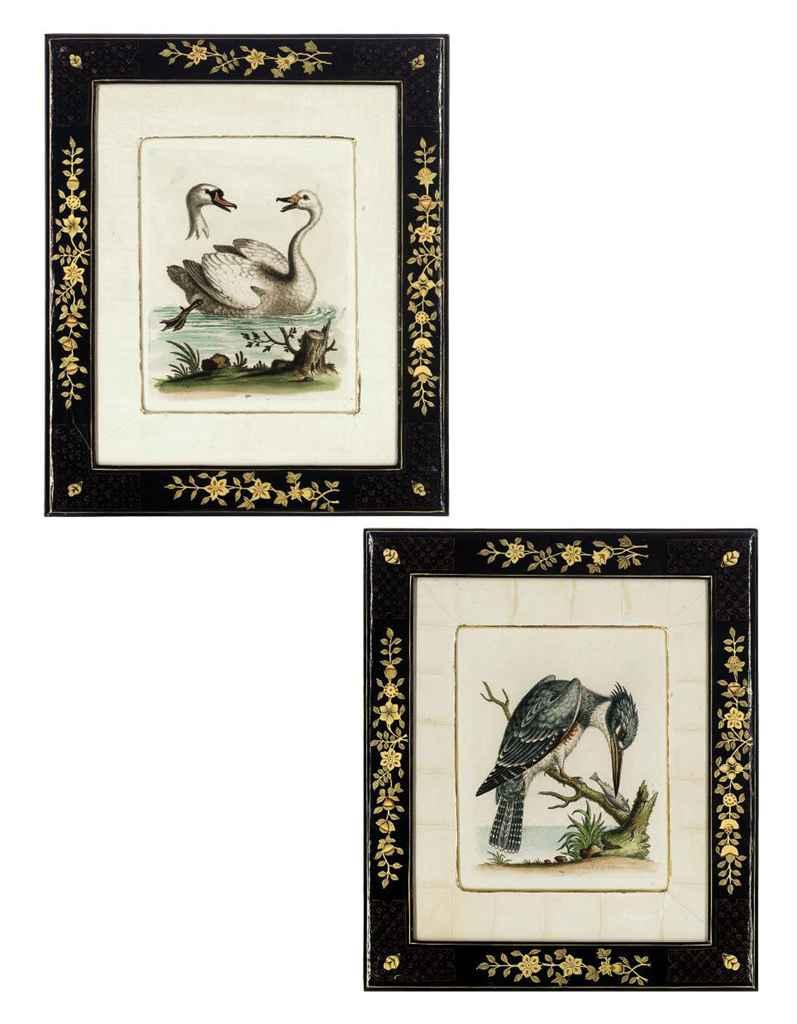 George Edwards - Ten Ornithological studies, from A Natural History of Uncommon Birds