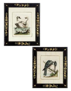 George Edwards - Ten Ornithological studies, from A Natural History of Uncommon Birds