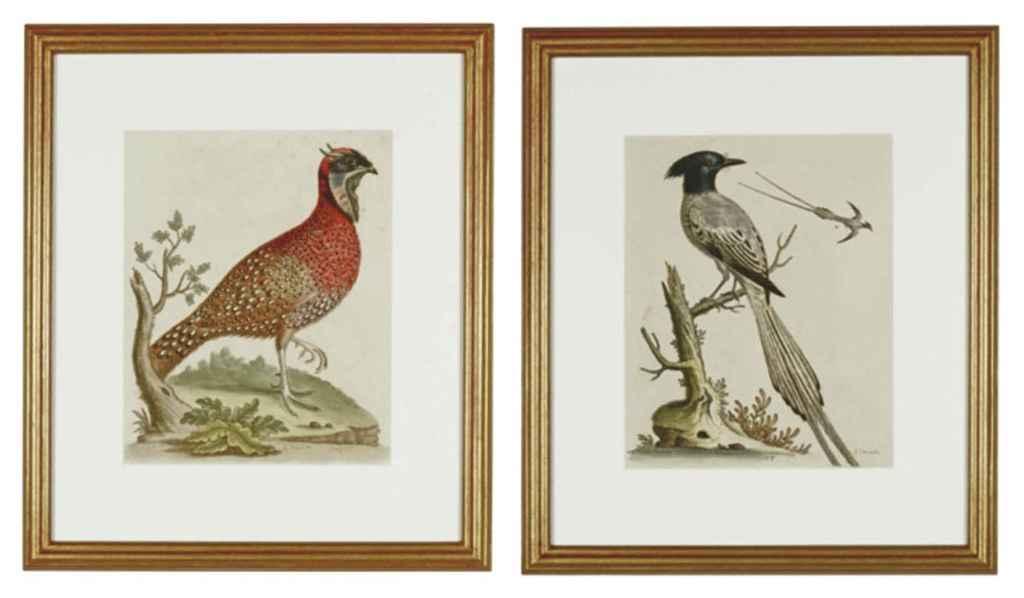 George Edwards - Ten Ornithological Studies, From A Natural History Of Uncommon Birds