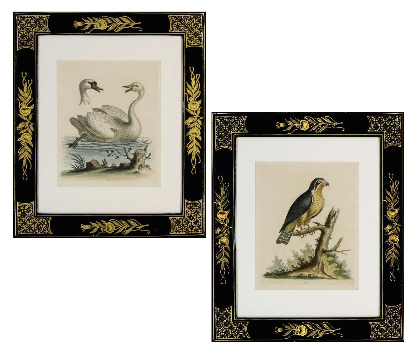 George Edwards - Ten Ornithological Studies from A Natural History of Uncommon Birds