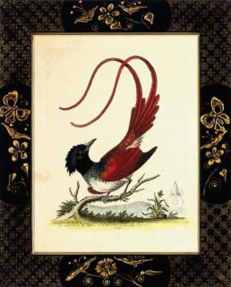 George Edwards - The Blue Gros-beak; The black and blew Titmouse; Bird from the Island of Ceylon; The Cock, Purple brested Manakin; The Swallow-tayled Roller; and one other