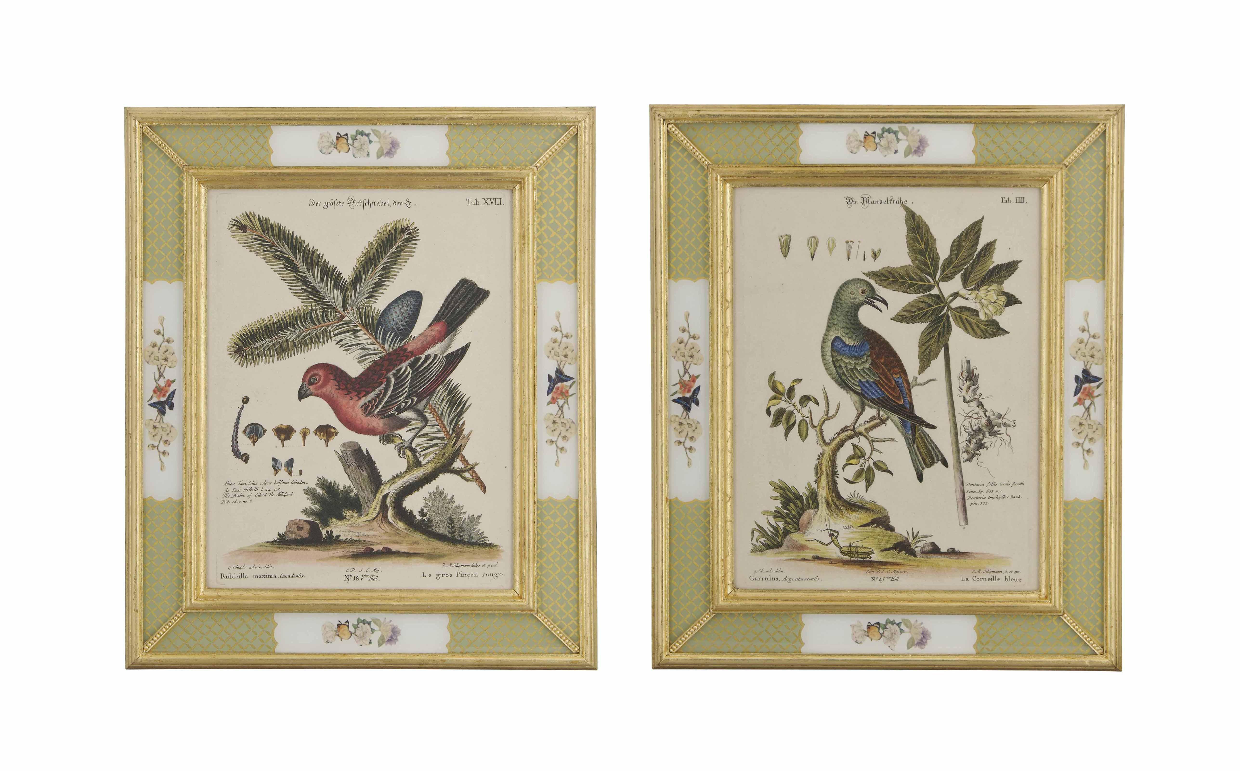 George Edwards - Twelve Hand-Coloured Engravings From \'A Natural History Of Uncommon Birds\'