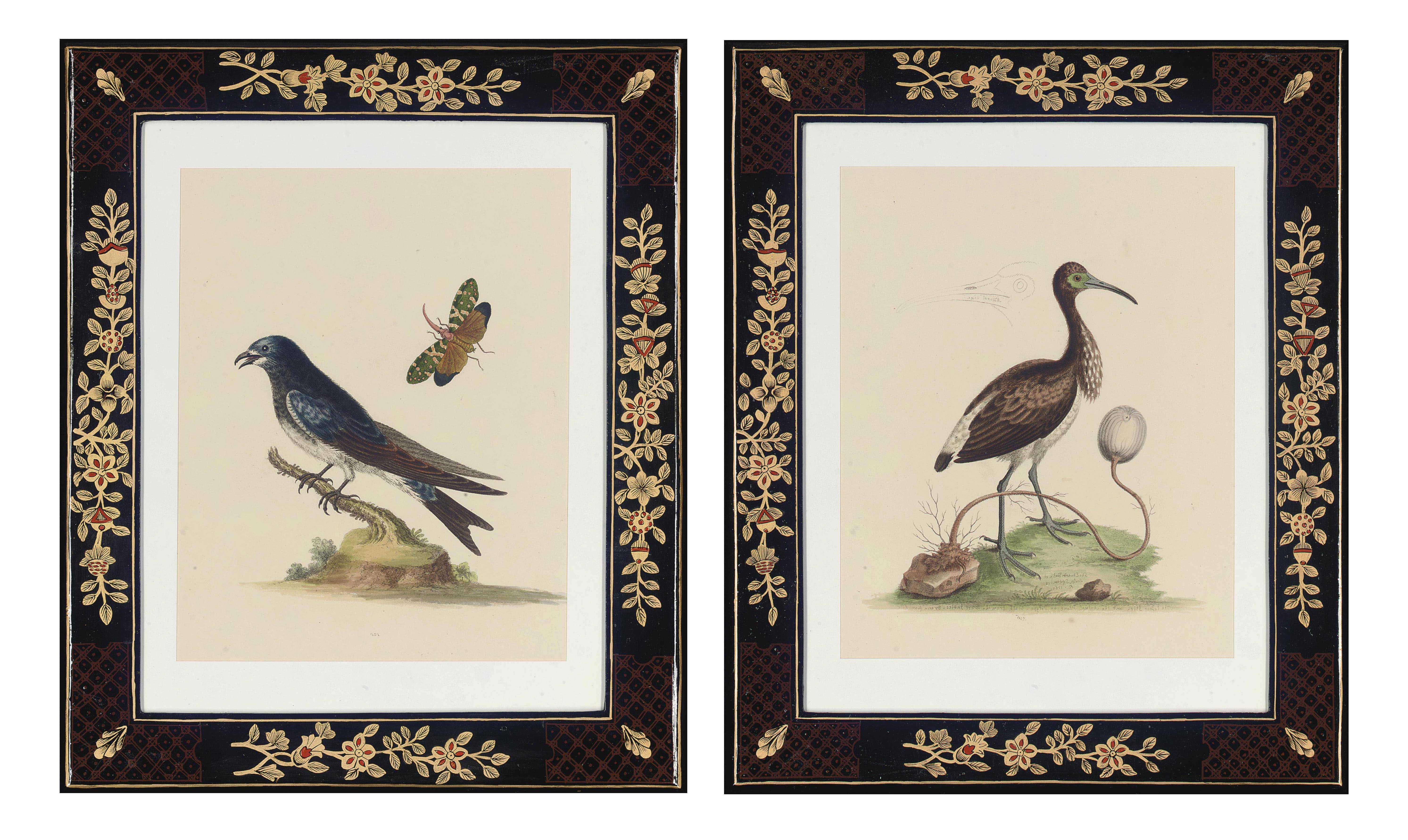 George Edwards - Twelve Ornithological Studies, from A Natural History of Uncommon Birds