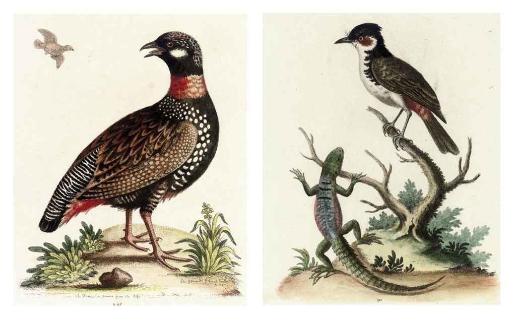 George Edwards - Twelve Ornithological Studies, from A Natural History of Uncommon Birds