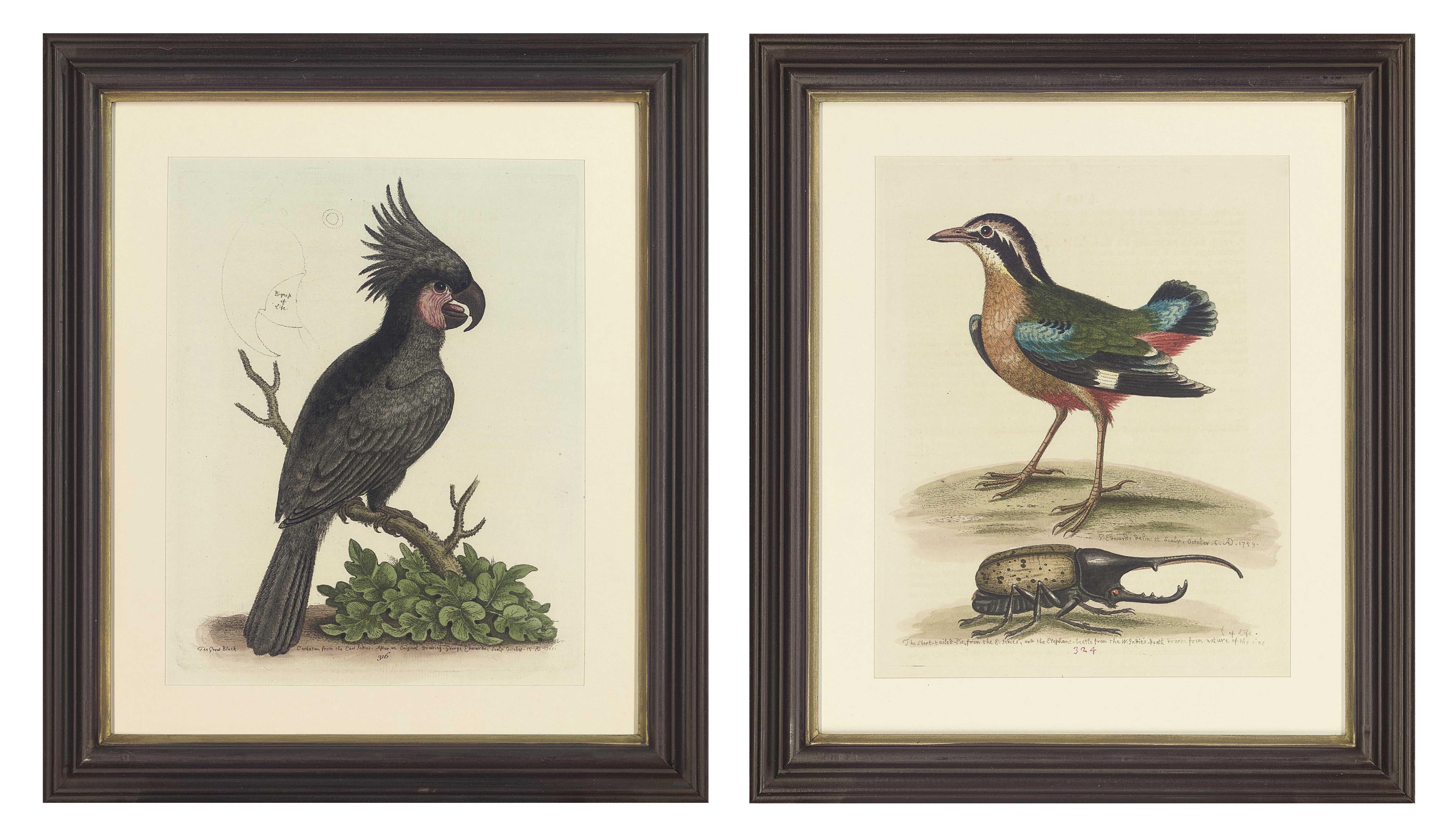 George Edwards - Twelve Ornithological Studies, from A Natural History of Uncommon Birds