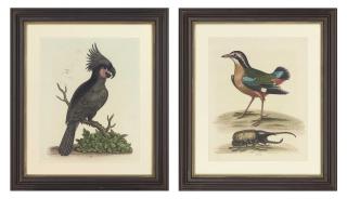 George Edwards - Twelve Ornithological Studies, from A Natural History of Uncommon Birds