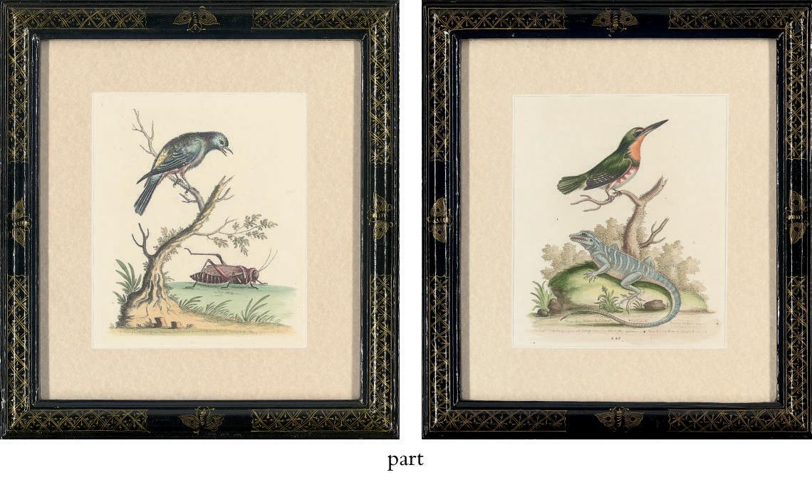 George Edwards - Twelve Ornithological Studies, from A Natural History of Uncommon Birds