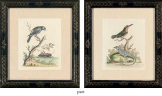 George Edwards - Twelve Ornithological Studies, from A Natural History of Uncommon Birds