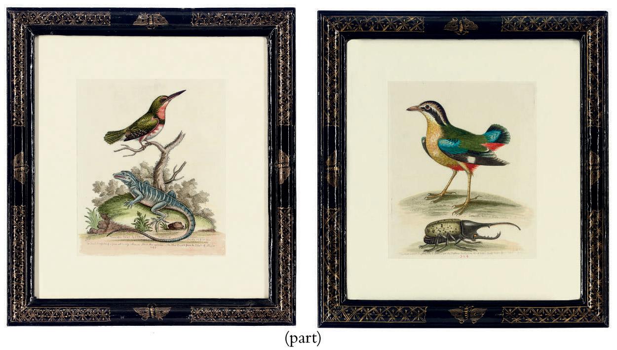 George Edwards - Twelve Ornithological Studies from, A Natural History of Uncommon Birds