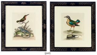 George Edwards - Twelve Ornithological Studies from, A Natural History of Uncommon Birds