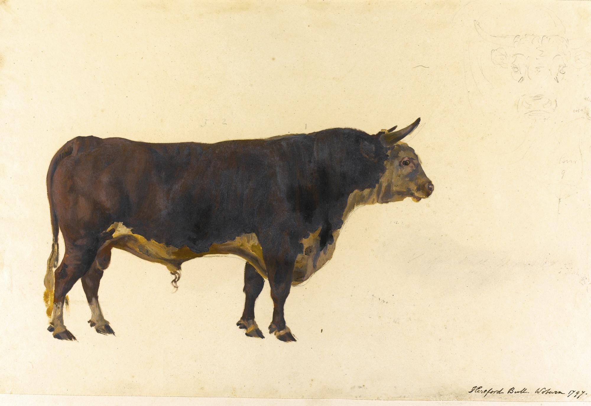 George Garrard, A.R.A. - An Album Of Studies Of Different Varieties Of Oxen Common In The British Isles