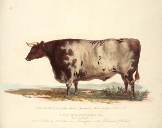 George Garrard - A description of the different varieties of oxen, 1800