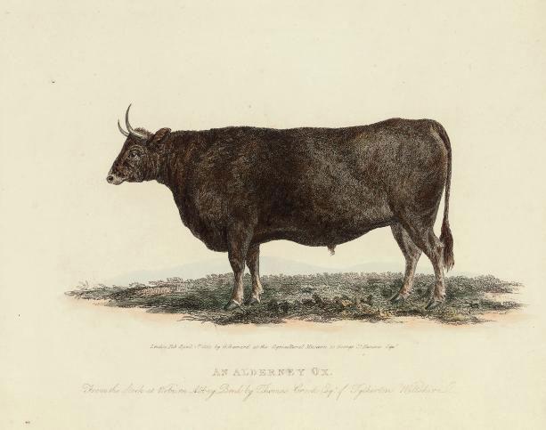 George Garrard - An Alderney Bull from Earl How\'s stock; An Alderney Cow in the possesion of Lord Stawell; and An Alderney Ox from the stock at Woburn Abbey