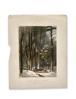 George Harvey - Two Plates From Harvey’s Scenes of the Primitive Forest of America