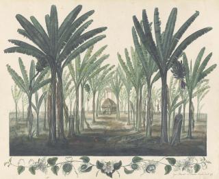 George Heriot - Plantain Trees