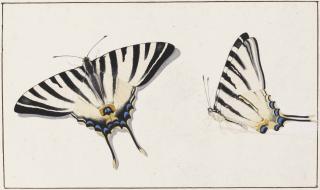 George Jacobus Johannes van Os - Two Studies Of Swallowtail Butterflies, Wings Extended And Closed (Pl. 2)