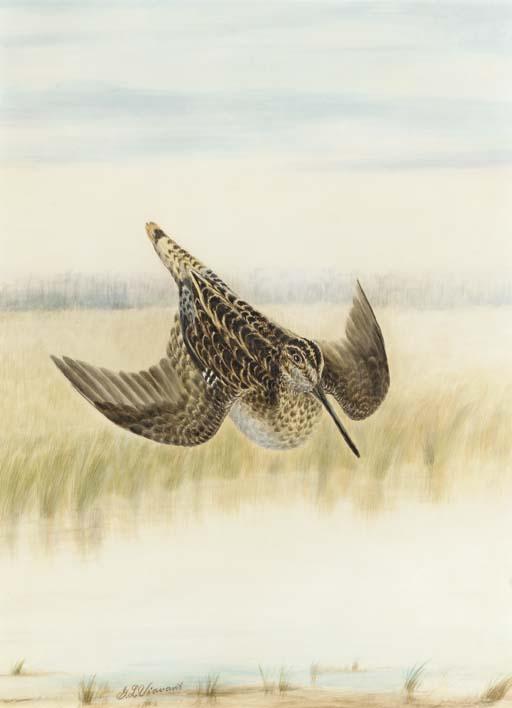 George Luis Viavans - Snipe