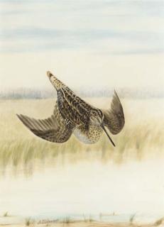 George Luis Viavans - Snipe