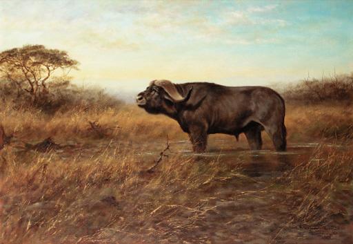 George Majewicz - Water Buffalo