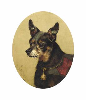 George Paice - A High Maintenance Chihuahua