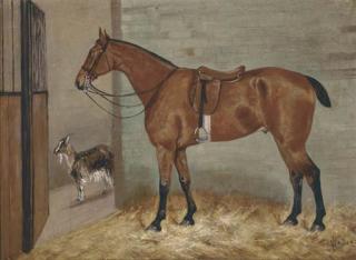 George Paice - A saddled bay hunter in a stable with a goat