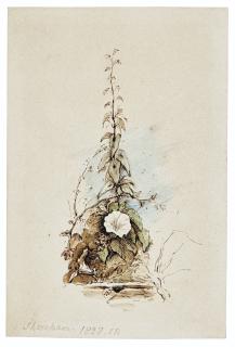 George Richmond, R.A. - A Convolvulus At Shoreham