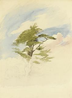 George Richmond, R.A. - Study Of A Cedar Tree