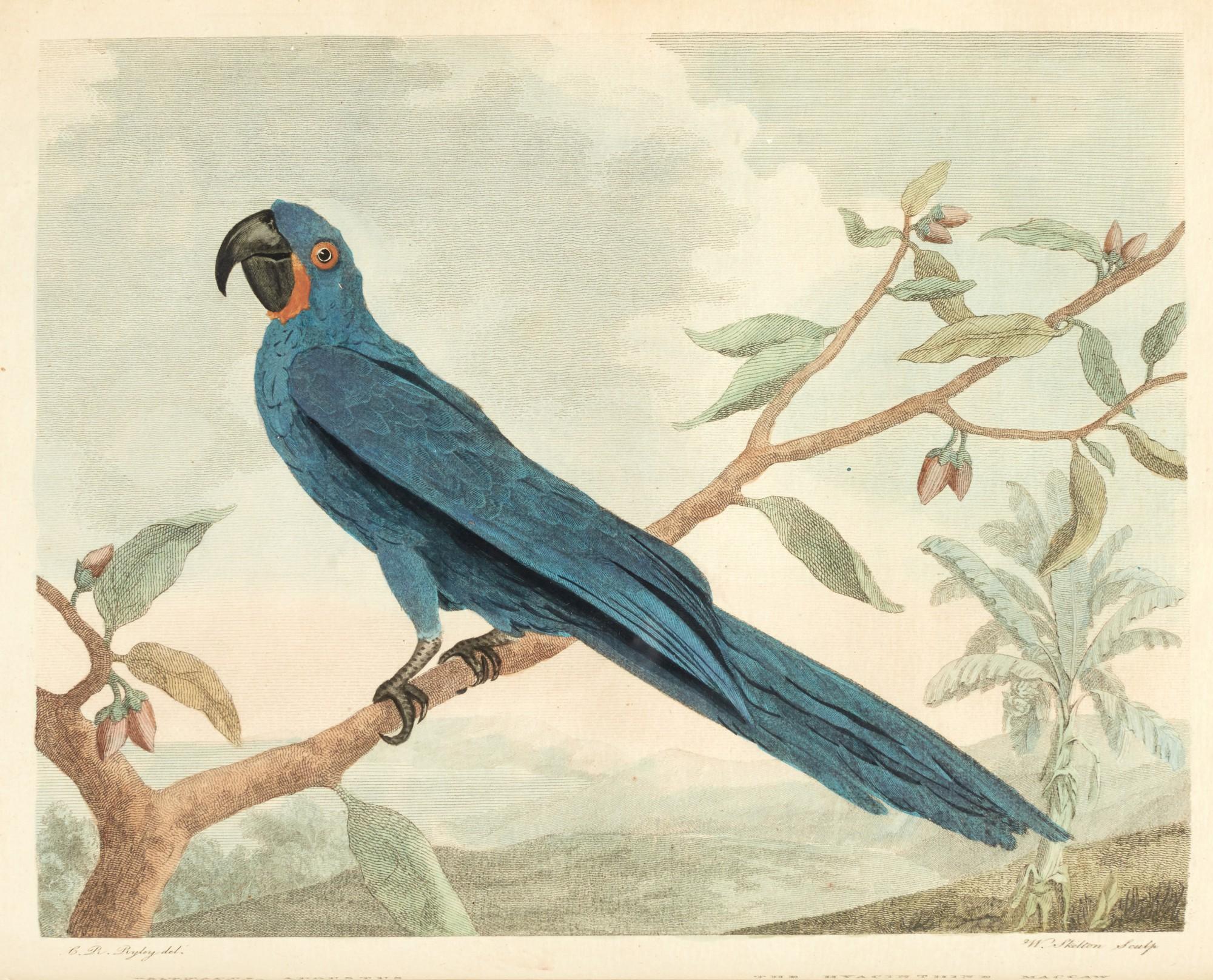 George Shaw - Museum Leverianum, containing select specimens from the museum of the late Sir Ashton Lever, 1792