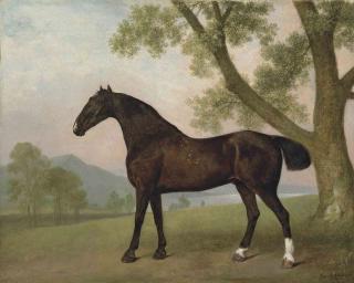 George Stubbs, A.R.A. - A dark bay hunter beside a tree in an extensive landscape
