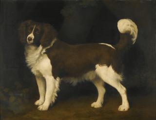 George Stubbs, A.R.A. - Portrait Of A Dark Brown And White Newfoundland Spaniel