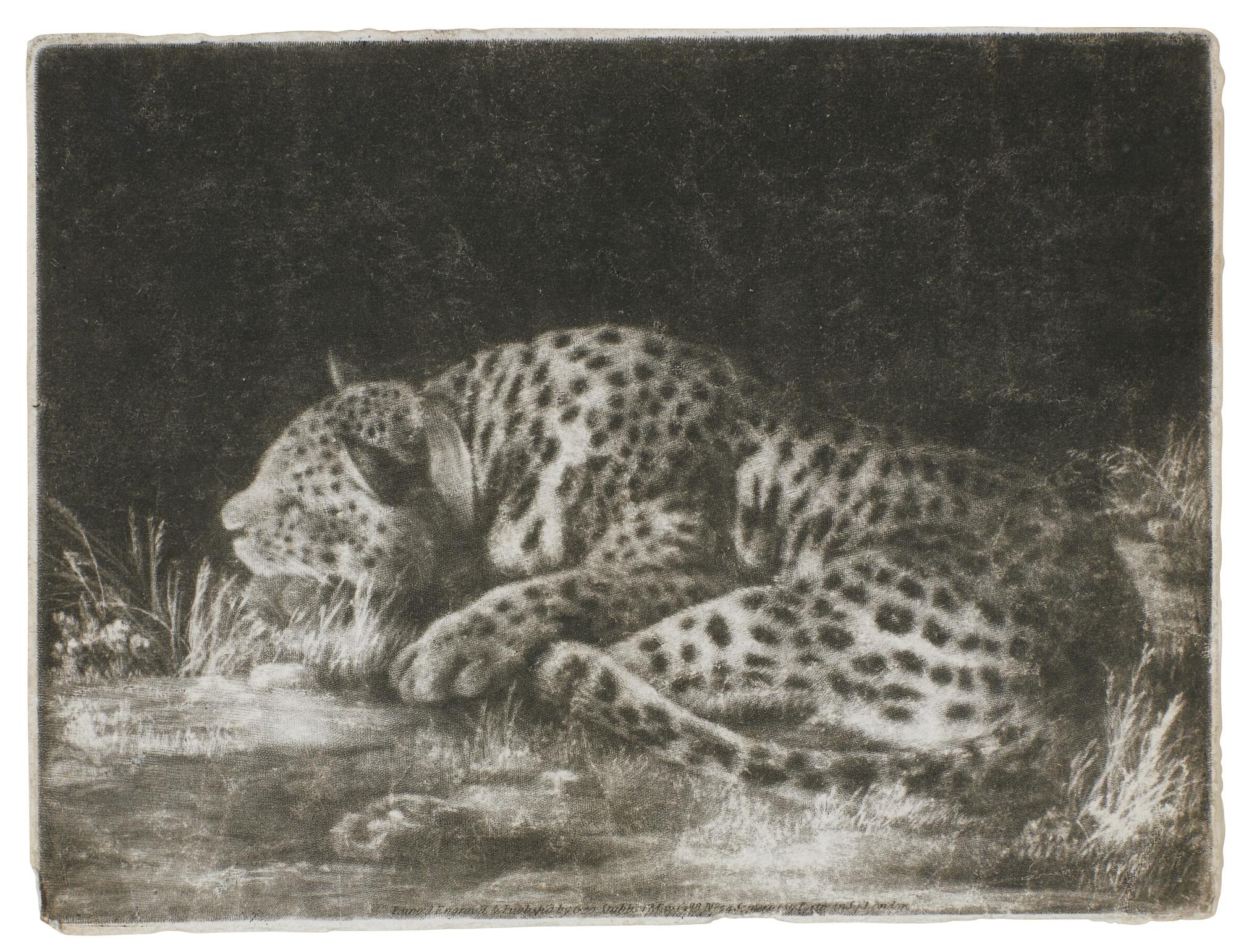 George Stubbs - A Sleeping Cheetah (Taylor 8)