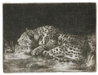 George Stubbs - A Sleeping Cheetah (Taylor 8)