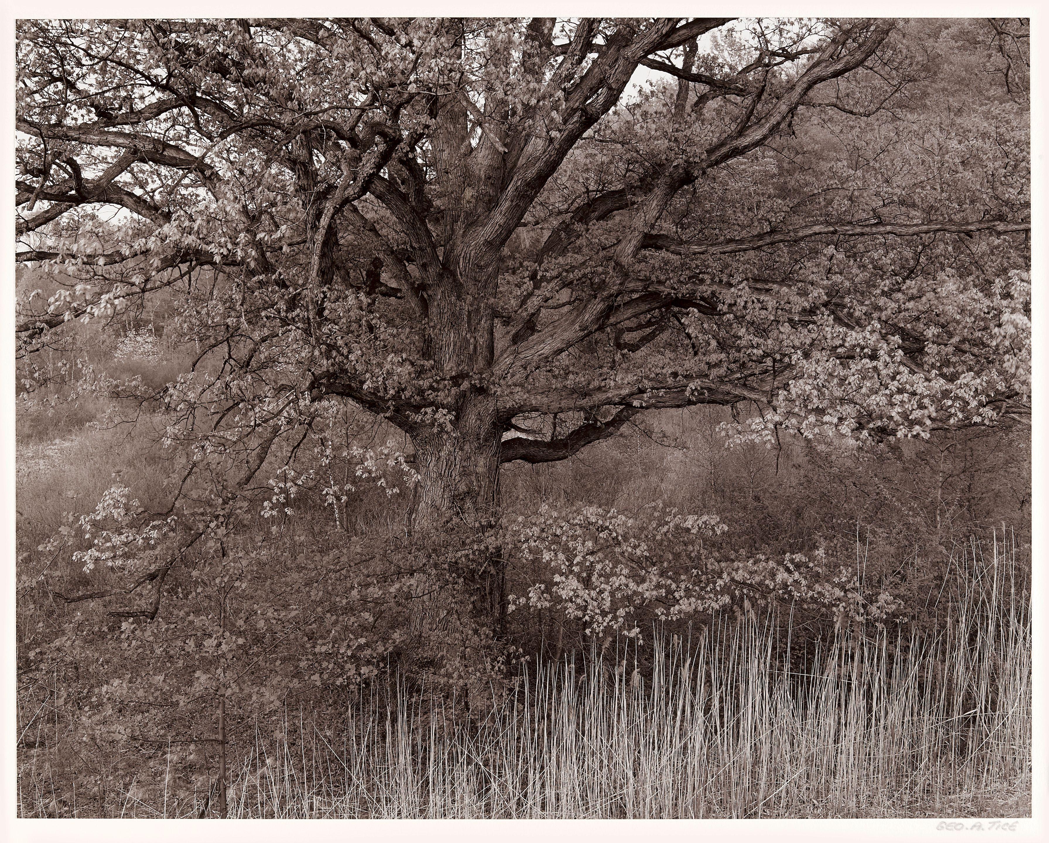George Tice - Oak Tree, Holmdel, New Jersey