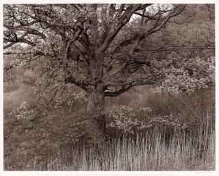 George Tice - Oak Tree, Holmdel, New Jersey