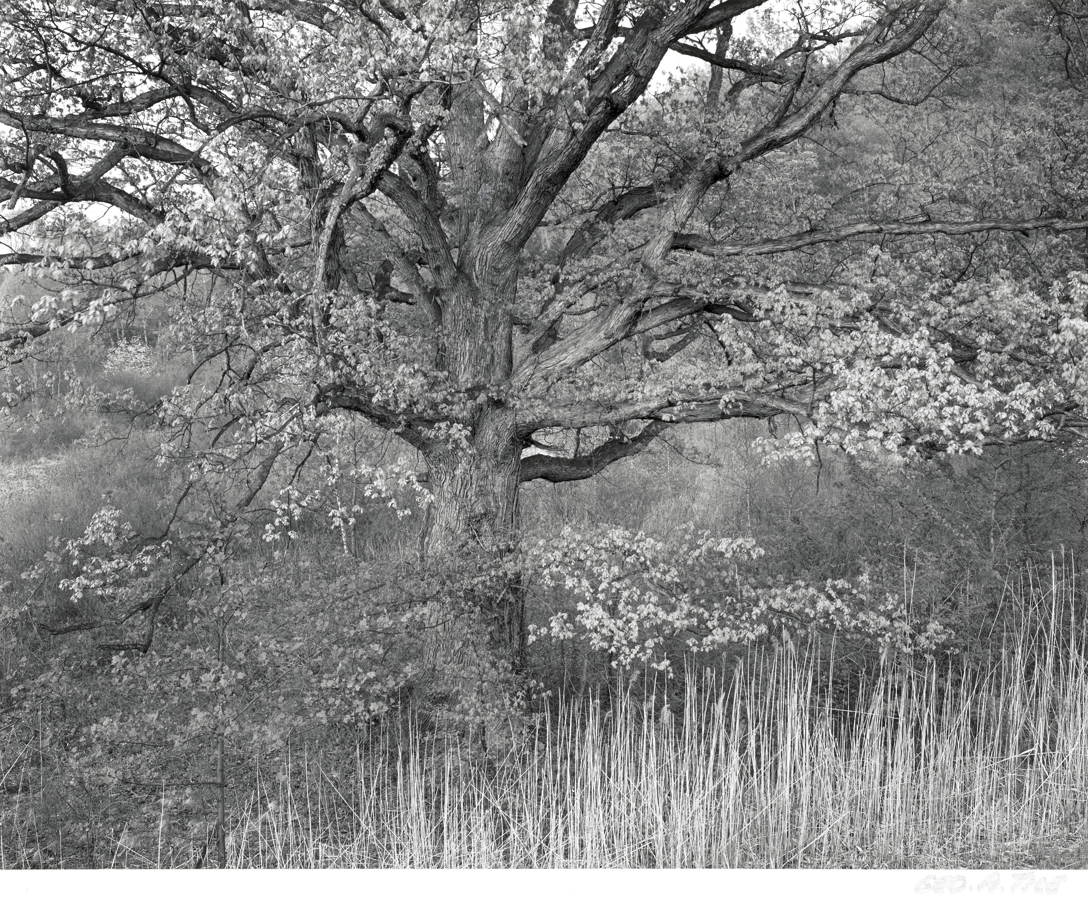 George Tice - Oak Tree, New Jersey