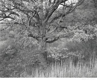 George Tice - Oak Tree, New Jersey