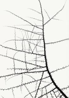 George Tice - \'Trees\'