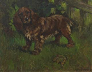 George Vernon Stokes - \'Golden Sparklet\' - A brown Cocker