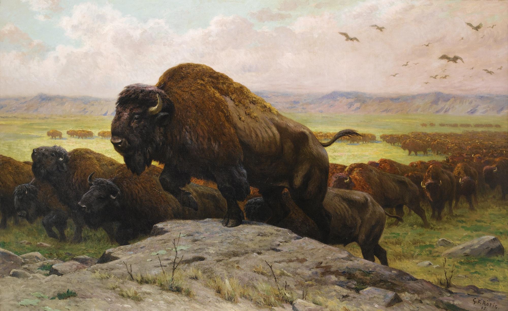 Georges-Frédéric Rötig - The Migration Of The Buffalos