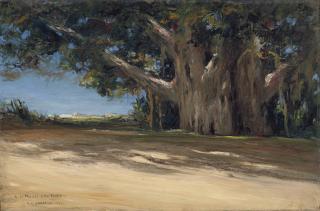 Georges Hanna Sabbagh - Les Sycomores du Vieux Caire (Old Cairo\'s Sycamore Trees)