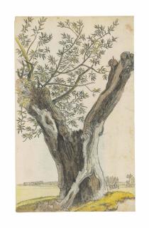 Georges Michel - Étude d’un saule écimé (recto) ; Maisons le long d’une rue d’un village (verso)