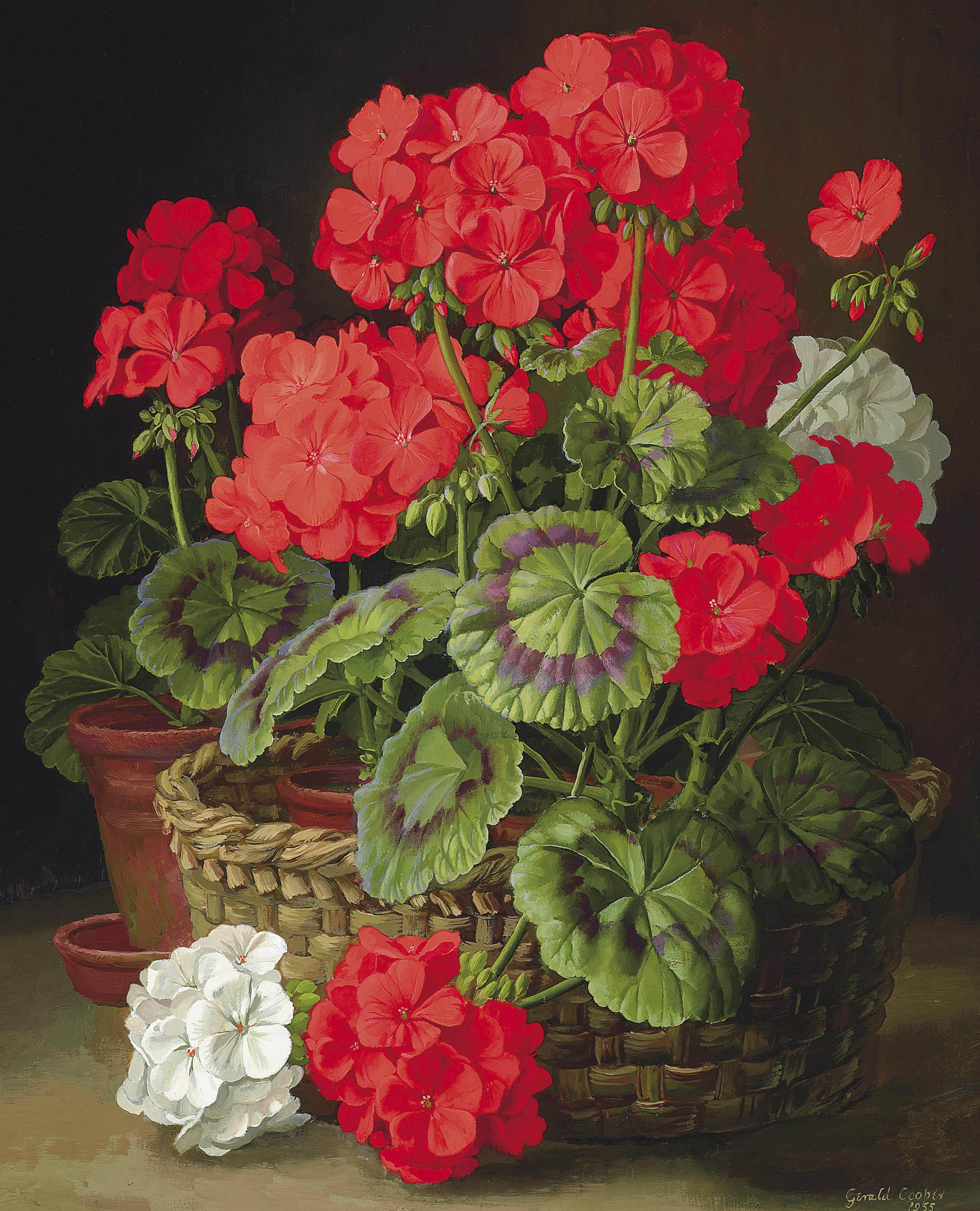 Gerald A. Cooper - Geraniums