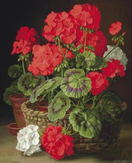 Gerald A. Cooper - Geraniums
